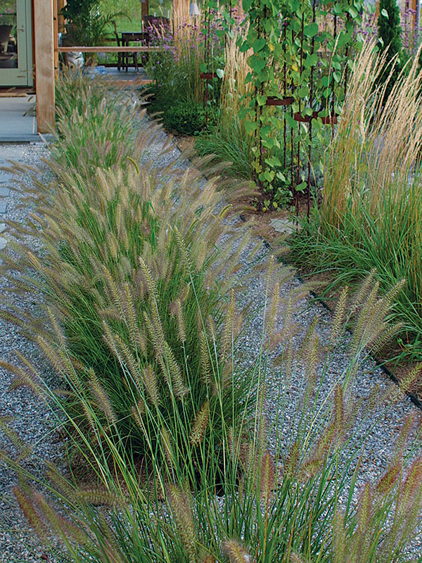 fountain grass