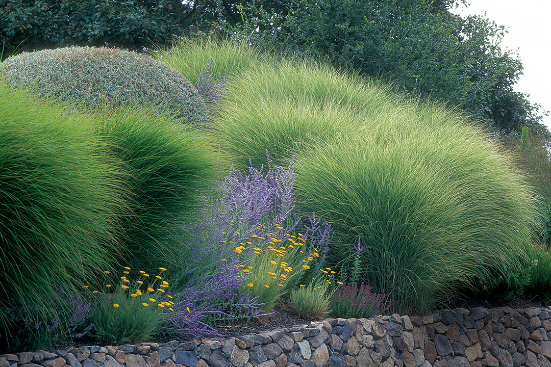 border grasses for landscaping