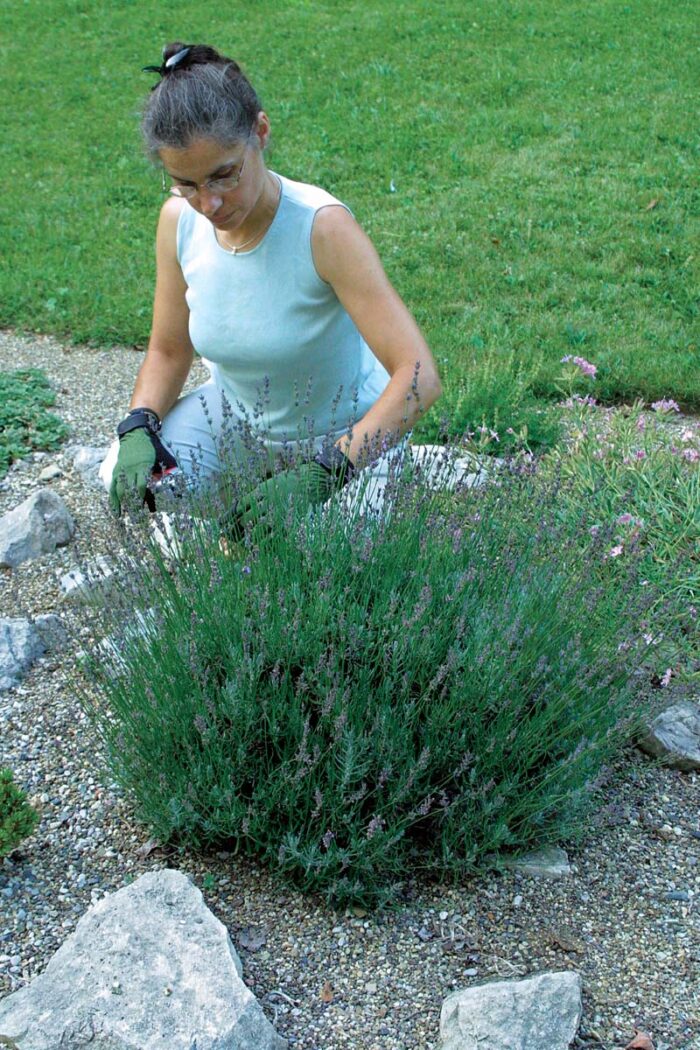 How to prune lavender