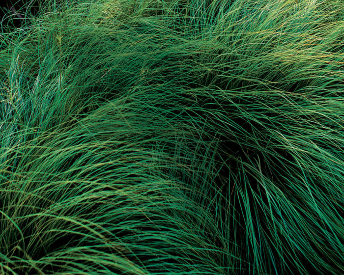 Prairie dropseed