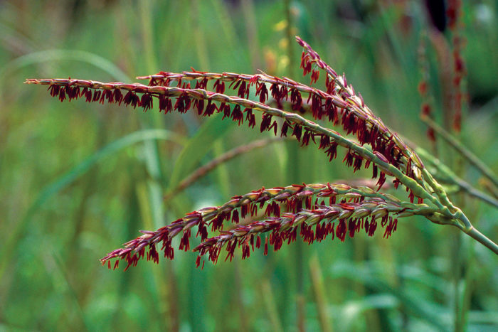 Eastern gamagrass