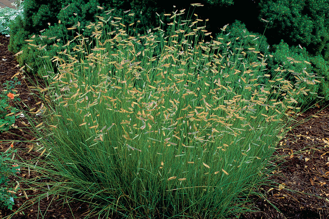 ‘Hachita’ blue grama grass