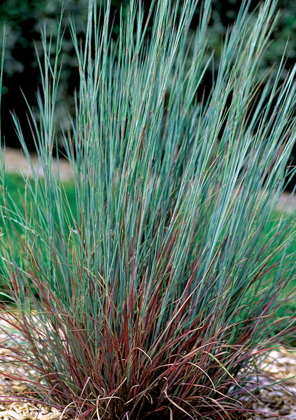 ‘The Blues’ little bluestem