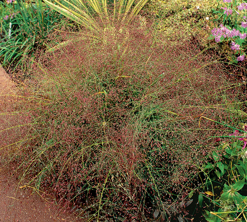 Purple lovegrass