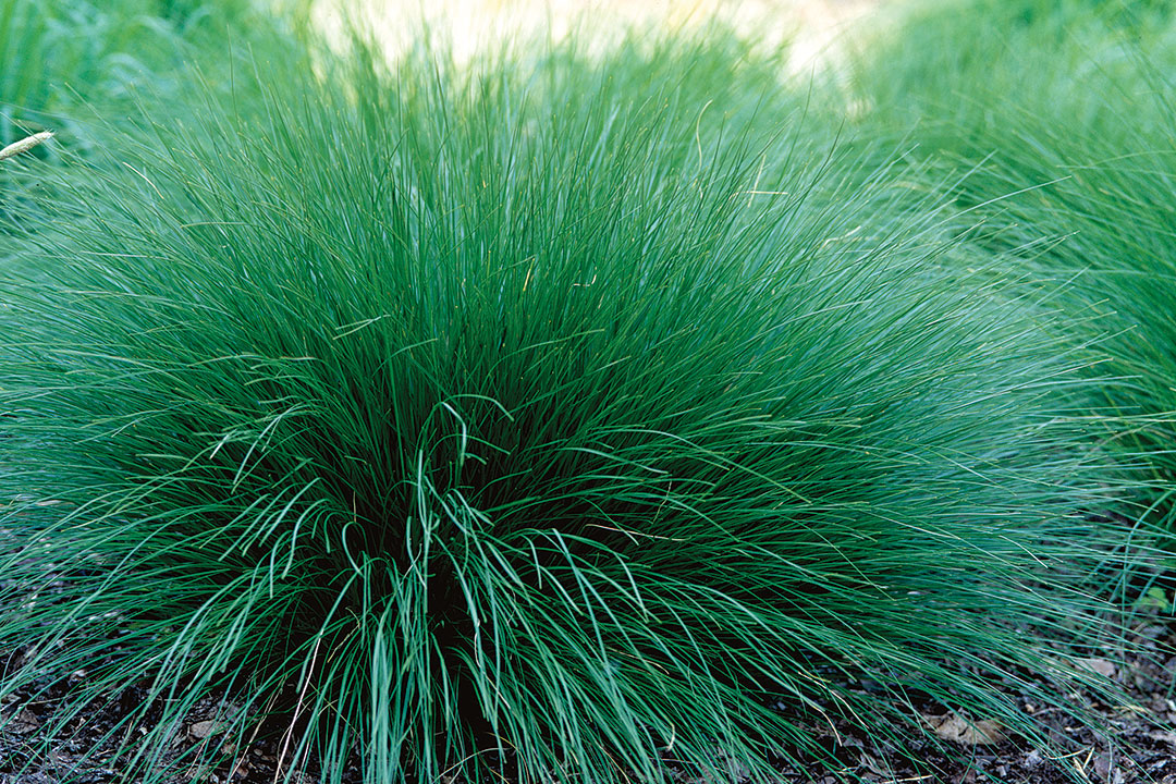 Prairie dropseed