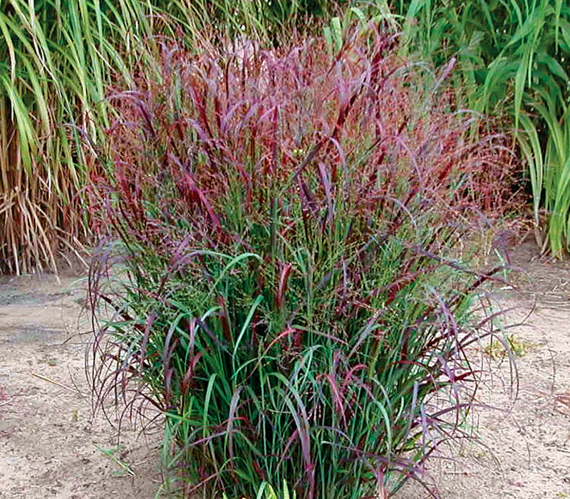 ‘Prairie Fire’ red switchgrass