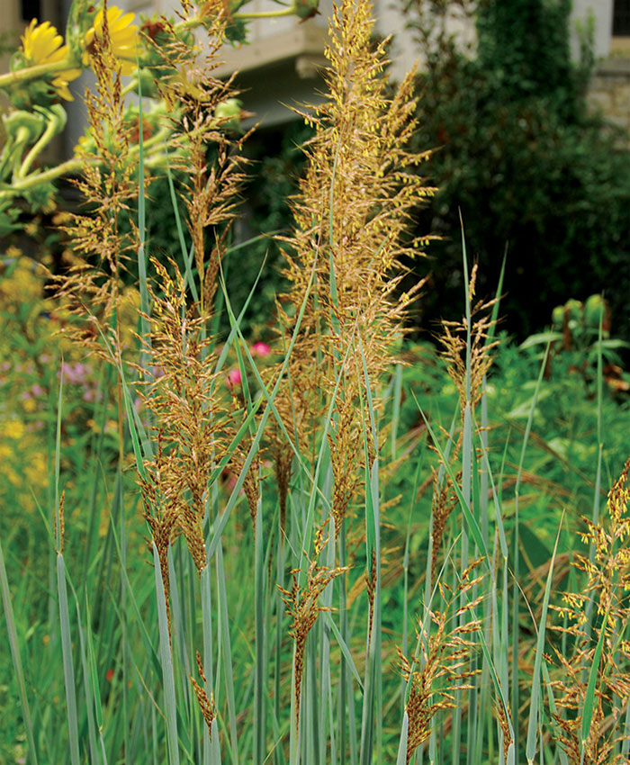 ‘Indian Steel’ blue indiangrass