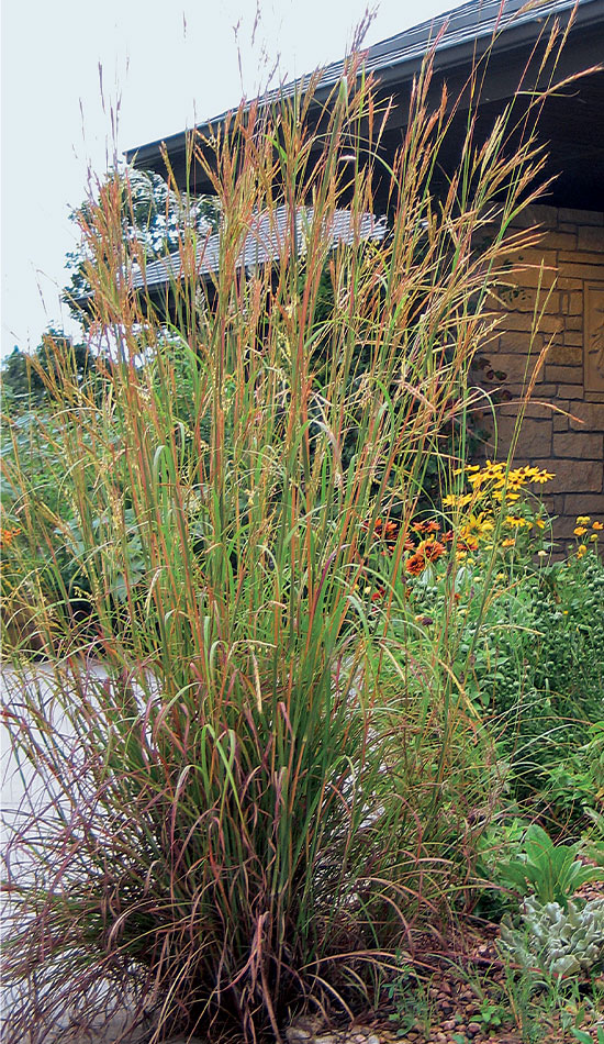 ‘Pawnee’ big bluestem