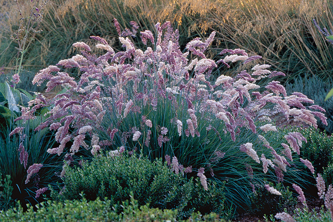 Ornamental grass shop for shade