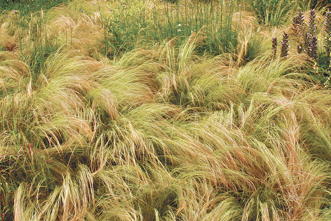 Mexican feather grass