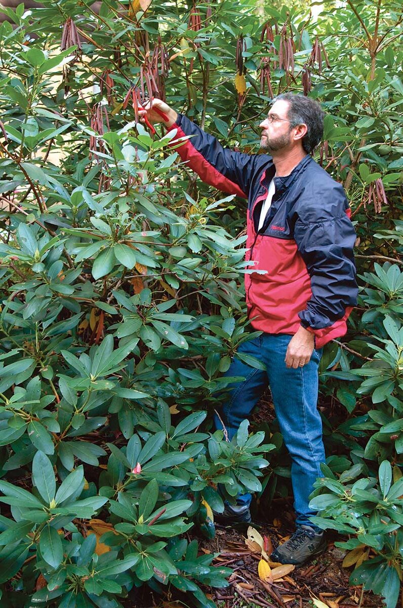 Image of Gardener trimming rhododendron bush in summer