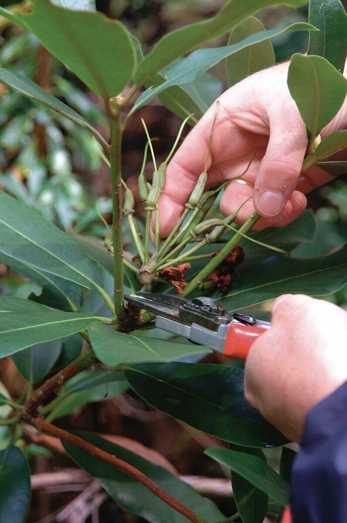 How to Prune Rhododendrons