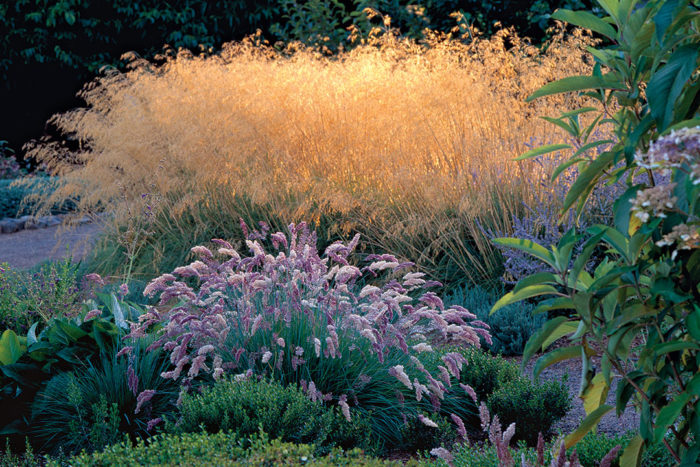 9 New and Unusual Ornamental Grasses