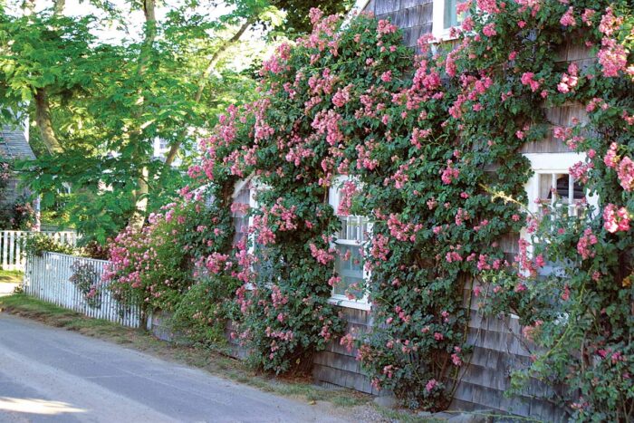 side how house covered in vines