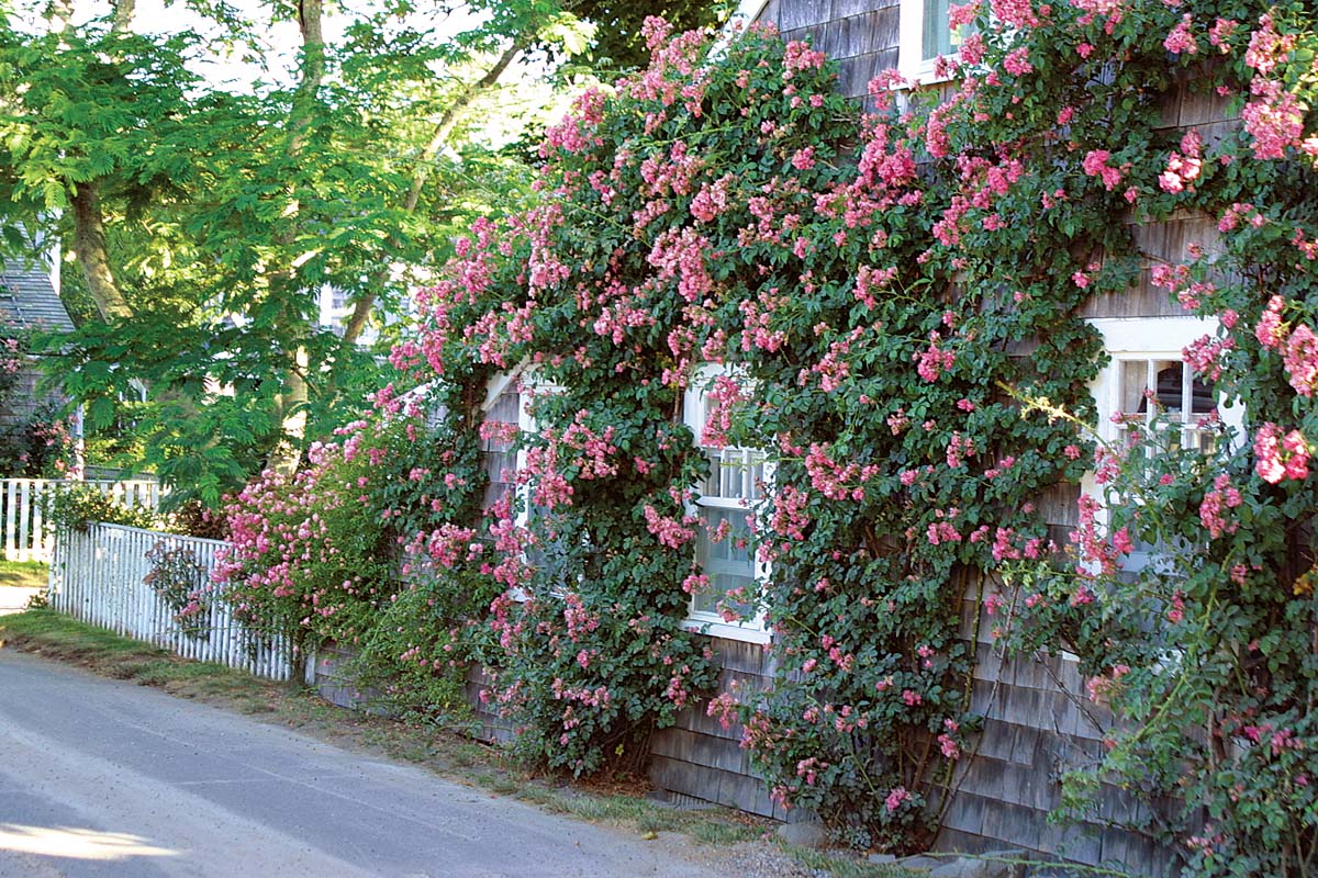 Our Rose Garden is full of beautiful first blooms! It is a must