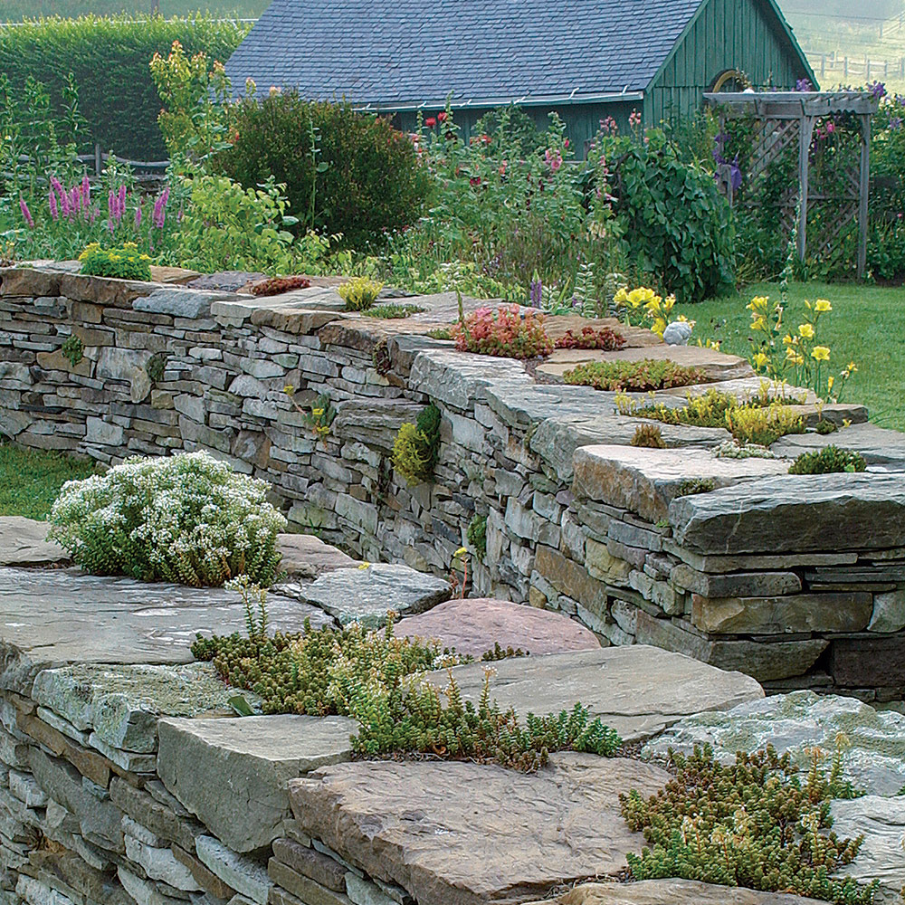 sedums on top and on the sides of a stone wall