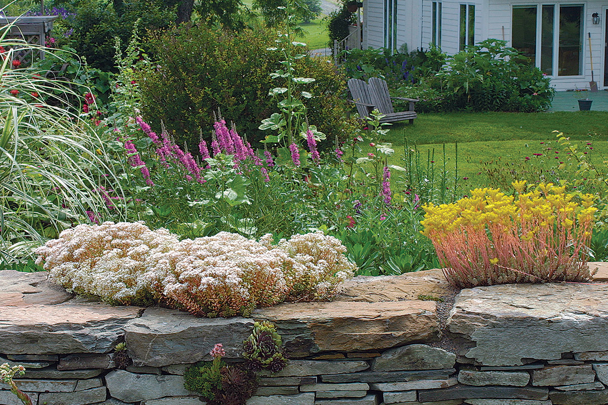 a white-flowered sedum growing next to a yellow-flowered sedum on a stone wall