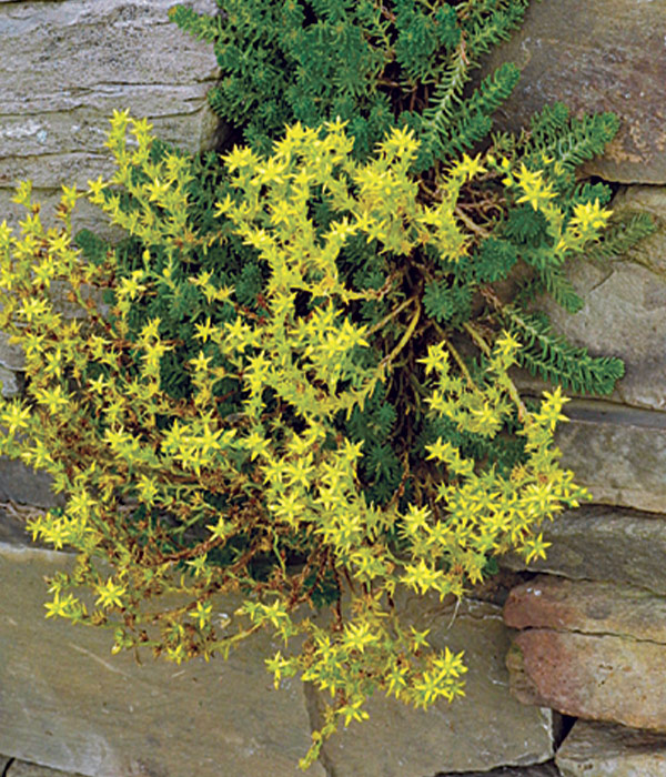 close up of Sedum sexangulare growing on a stone wall