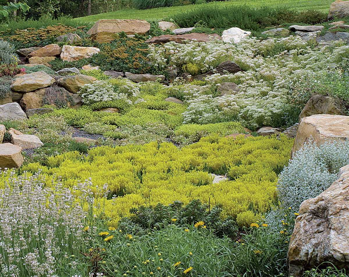 large sedum rock garden