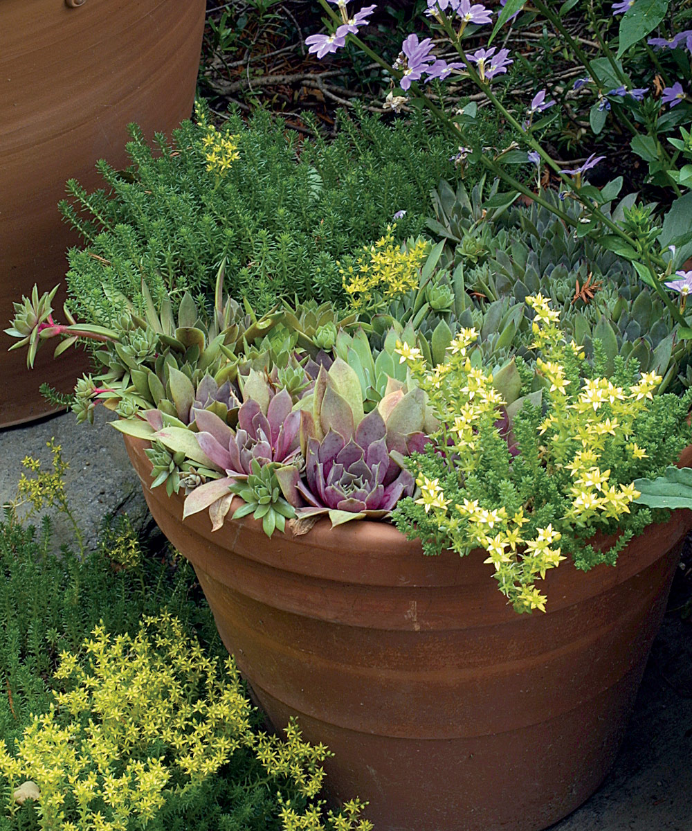 a variety of sedums growing in and around a container