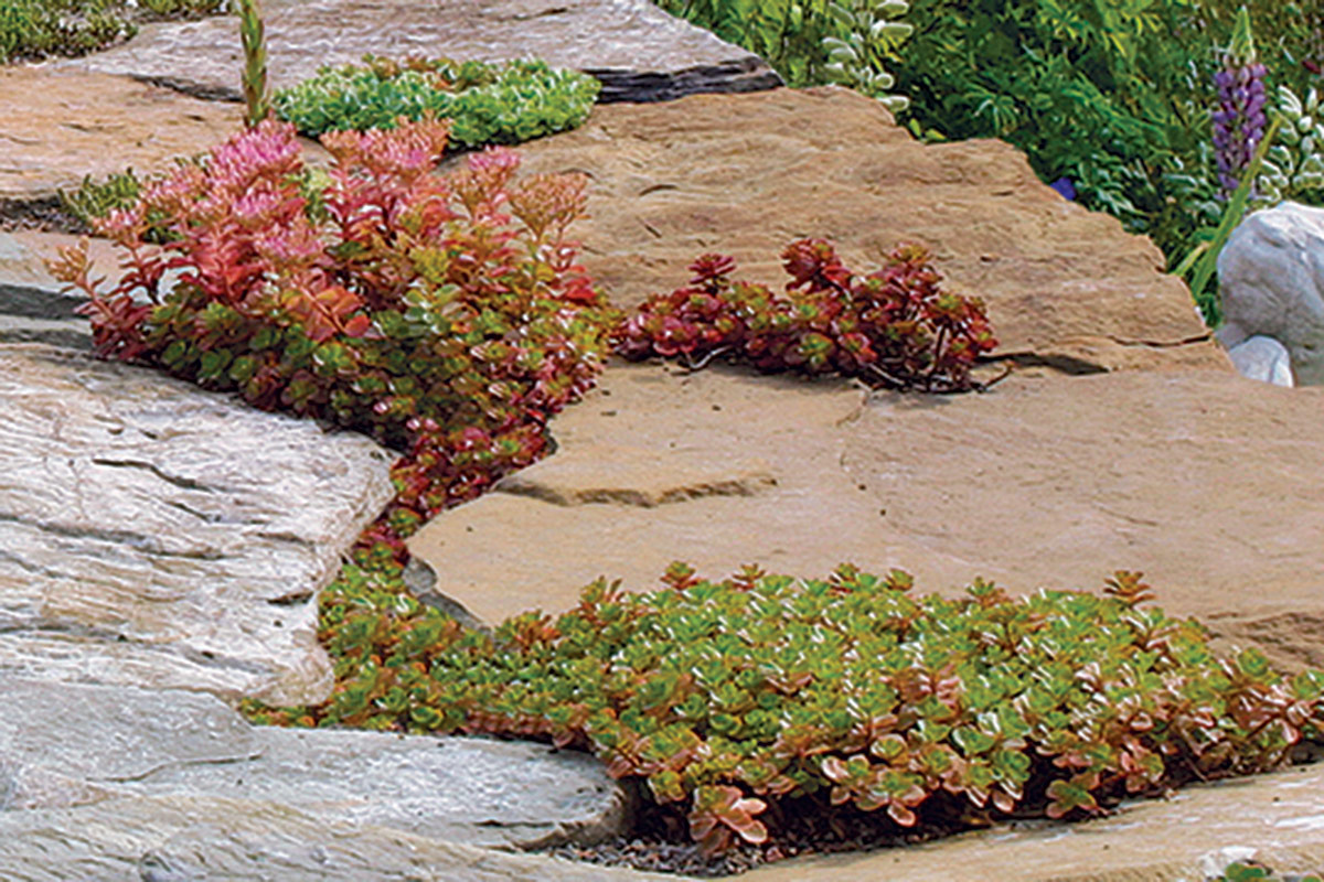 sedums growing in stone crevices