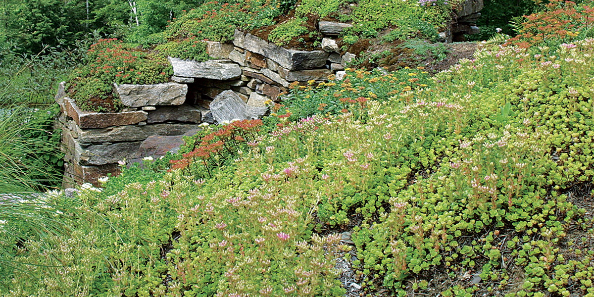 mass planting of sedum on a slope