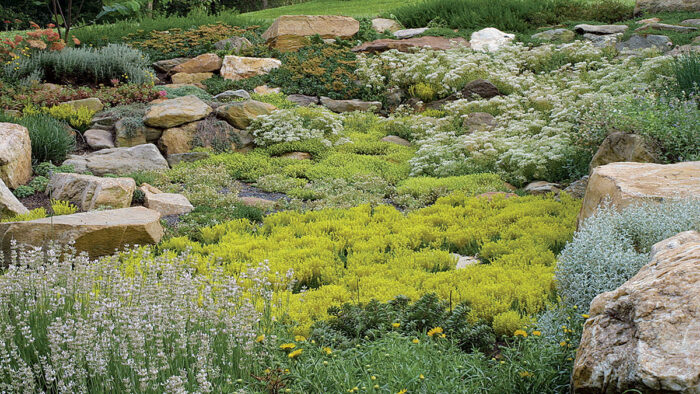 creeping sedums