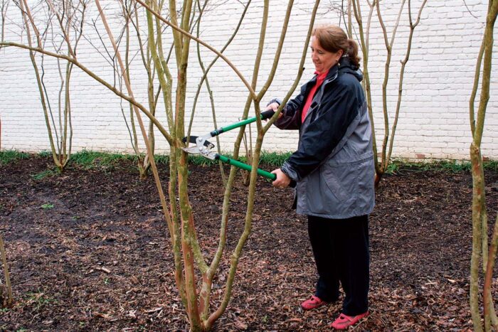 Cutting of branches