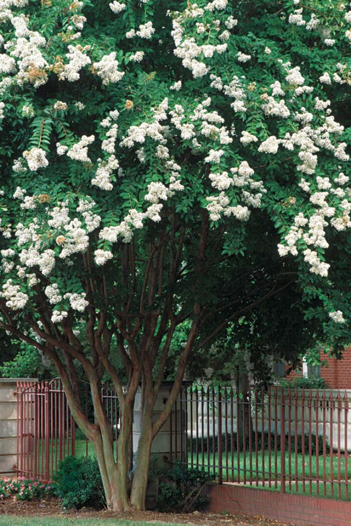 Crape myrtles in bloom