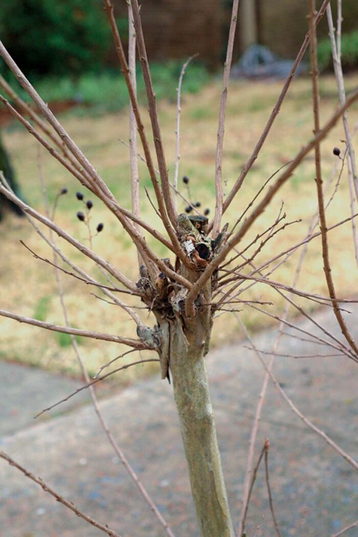 Image of Poor Pruning 