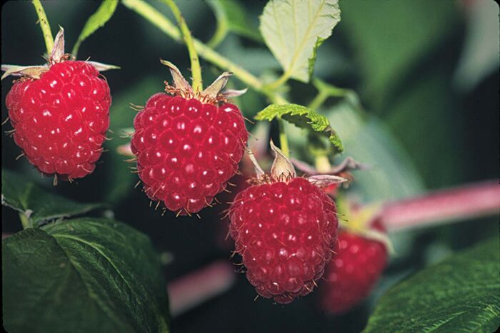 red raspberries