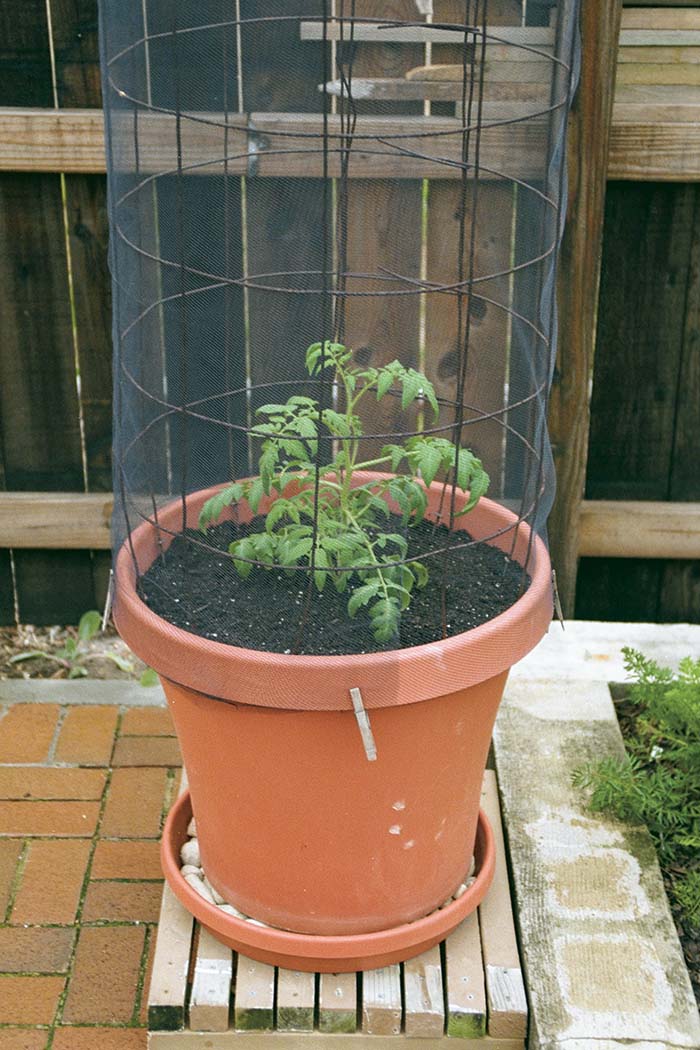 tomato plants in pots