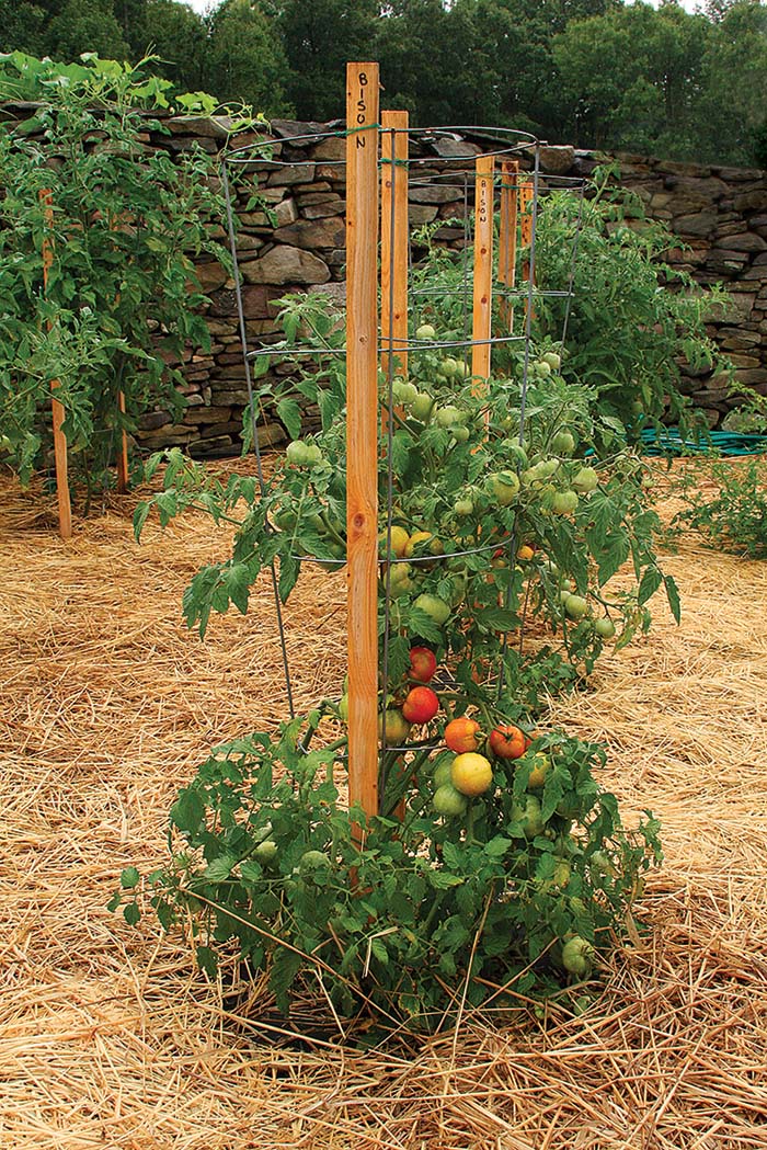 Learn How to Stake Your Tomatoes - FineGardening