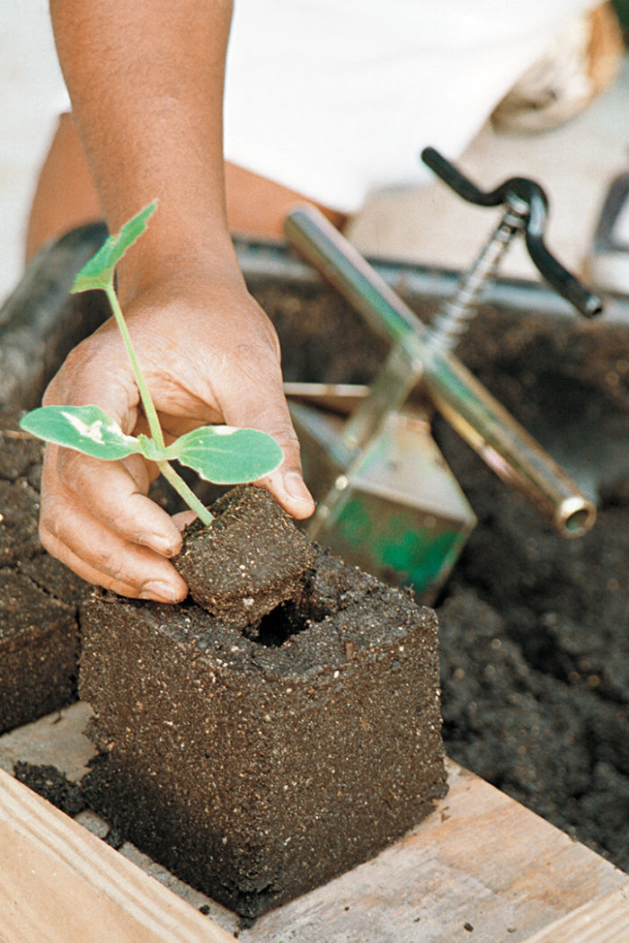 Transplanting into a larger soil block 