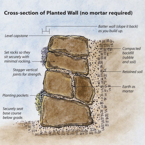 cross section of planted wall drawing (no mortar required)