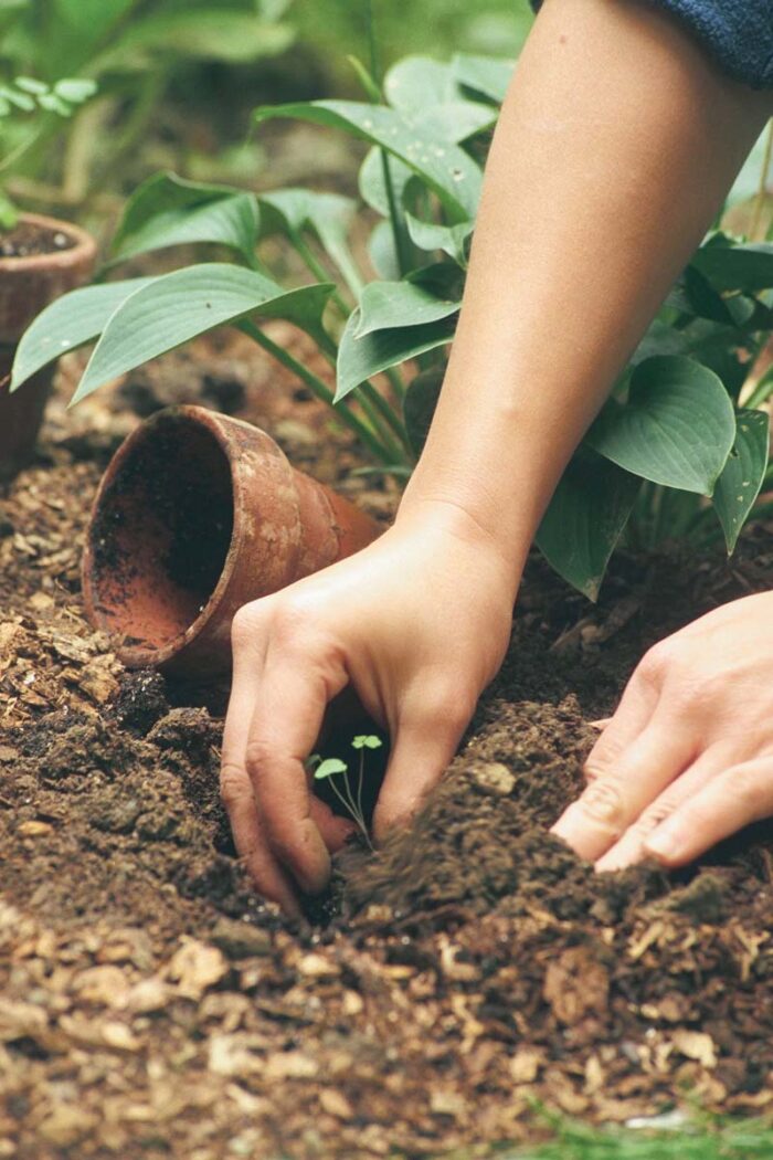 Transplant seedlings into the garden on a drizzly, gray day to protect them from the desiccating effect of the sun. If the weather won’t cooperate, plant in late afternoon.