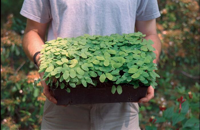 man holding container of plants