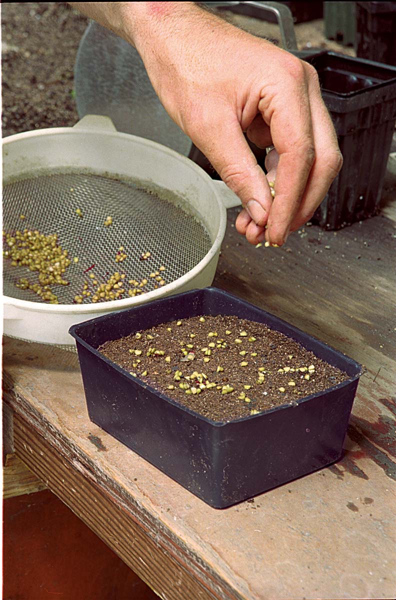 Starting Wildflowers From Seed FineGardening