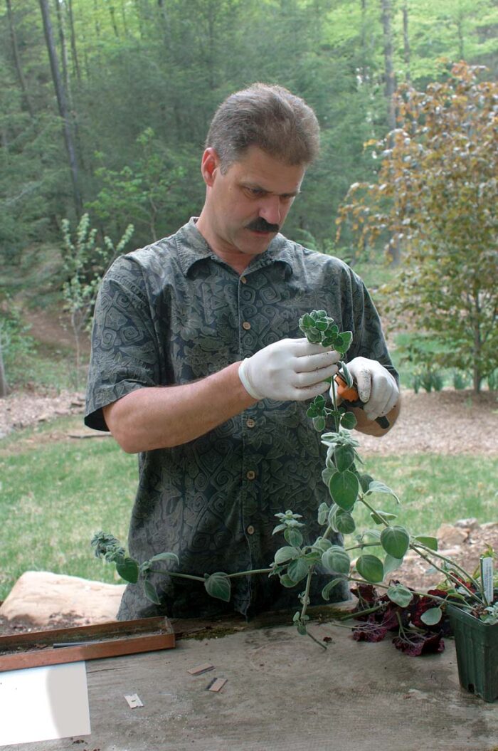 cutting plants