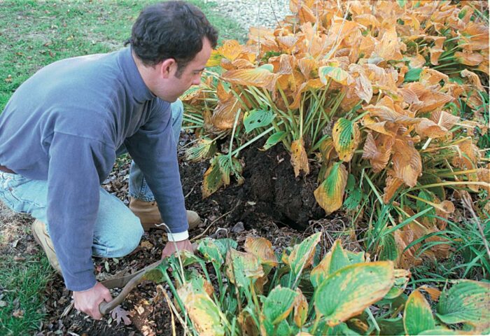 examining plants