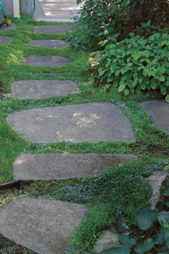 You can alternate ground covers to give a planting some variation. Blue star creeper and baby's tears provide a lovely green border around stepping stones.