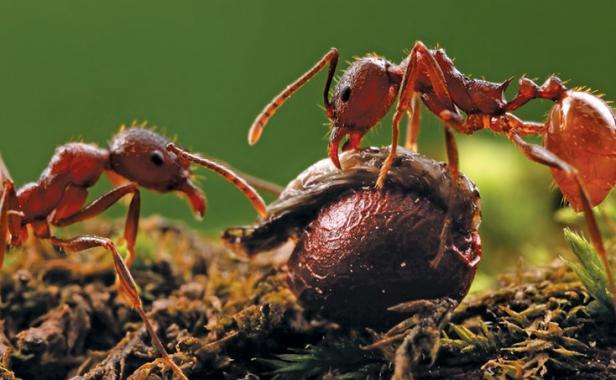 Gold-digging ants – an(other) explanation