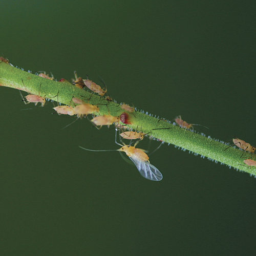 aphid control against garden pests