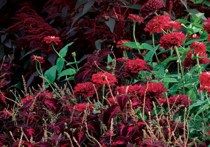 Cherry red zinnias