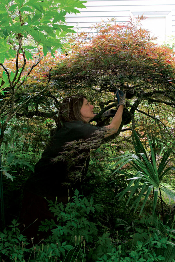 weeping japanese maple garden