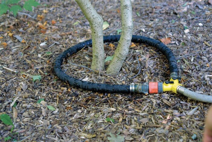 soaker-hose ring encircles a plant