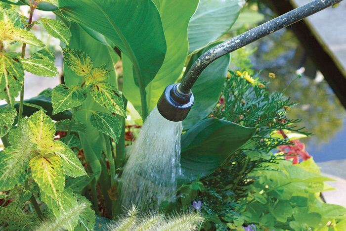 watering wand for plants in containers