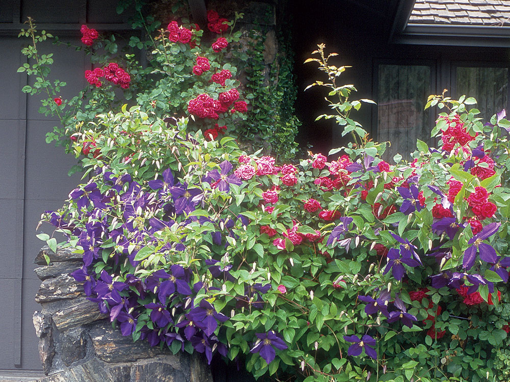 red violet flowers