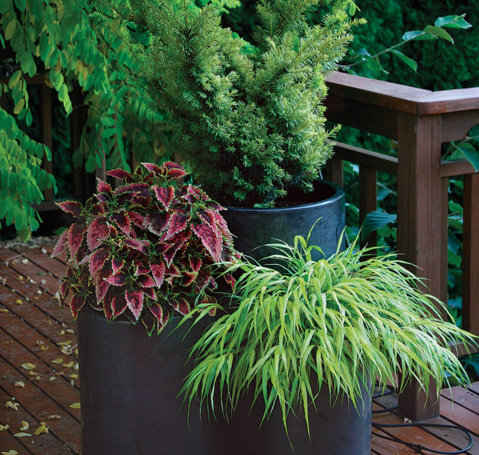 Pots: A variety of options for your plants