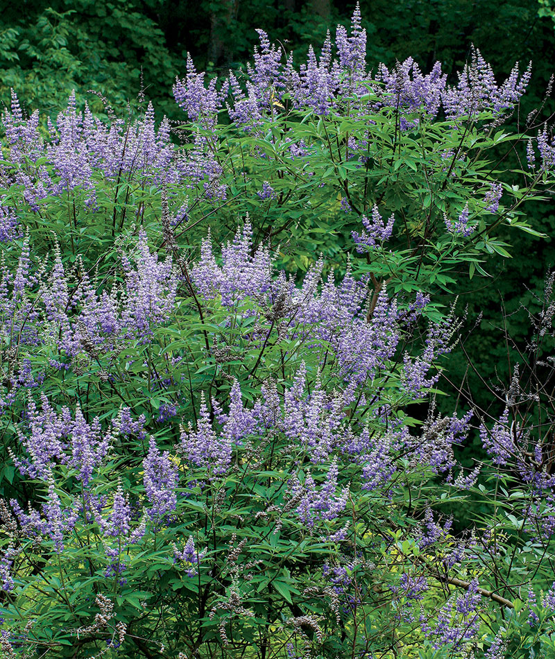 Vitex agnus-castus